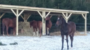 Přístřešek pro koně se šikmou střechou